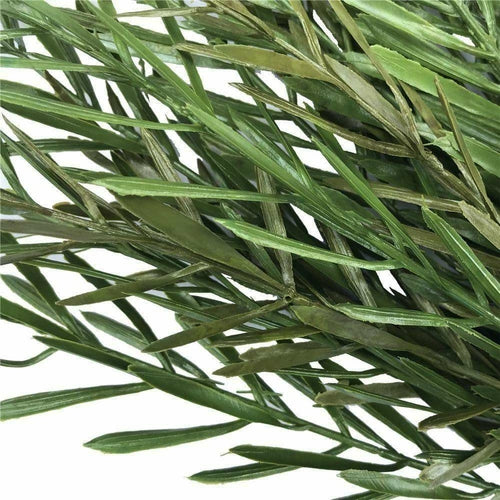 UV Native Tea Tree Stem - 45cm Pung.G
